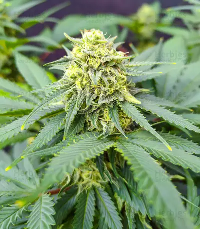 Semi Femminizzati I'm Alive (AlphaFem Seeds)