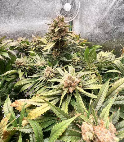 Mac Feminized Seeds