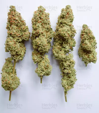 OG's Kush Seeds