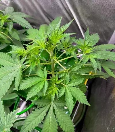 Orange Apricot Glue XL Auto Feminized Seeds (Sweet Seeds)