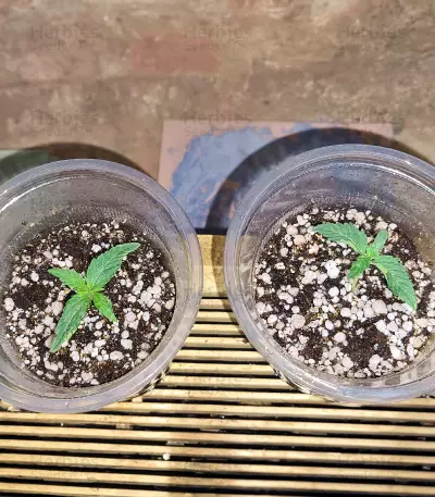 Respect 4 Gorilla (Expert Seeds) feminized seeds
