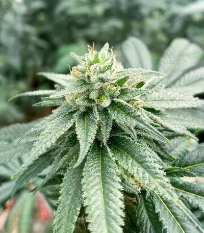 RudeBoi OG F1 Seeds (Seedkeepers)