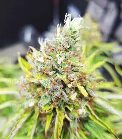 Skywalker Haze feminized seeds (Dutch Passion)