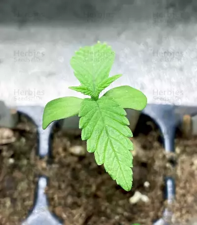 Afghan Kush Early Harvest Seeds