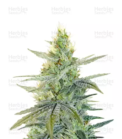 Semi Femminizzati Apple Fritter (Barney's Farm)