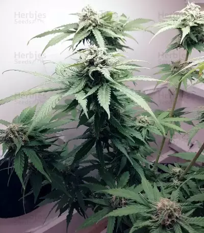 Auto Massassin Seeds