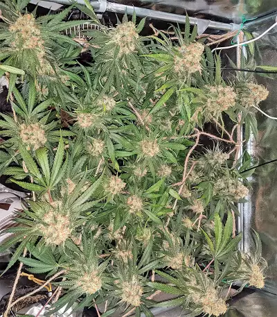 Blackberry Gum Seeds