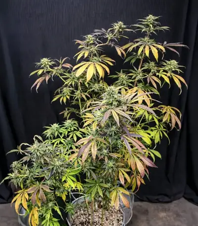Cloud Walker Seeds