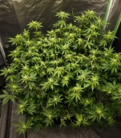 Frozen Biscotti Seeds (Dutch Passion)