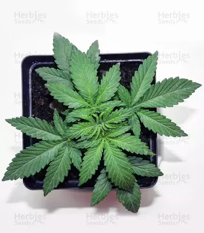 GH Cheese x Lemon Wookie Glue (GHS)