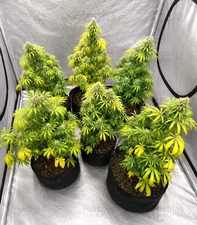 Gorilla Super Glue Seeds