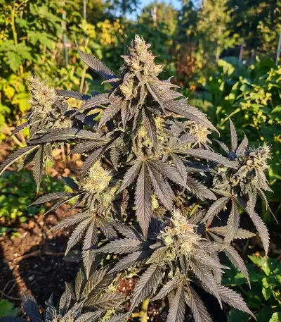 Granddaddy Purple Seeds
