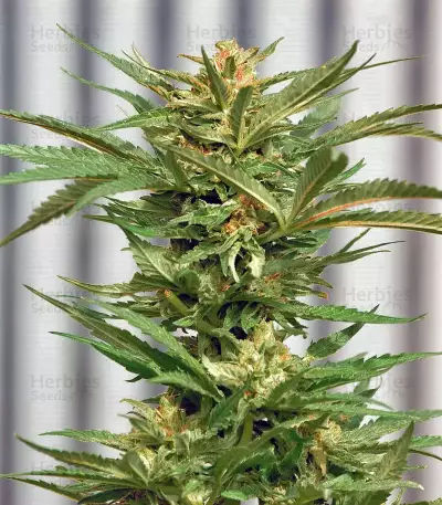 Semi regolari di Hash Fruit