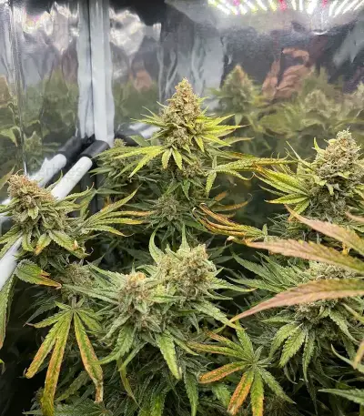 Graines de cannabis Heavy Head (Big Head Seeds)