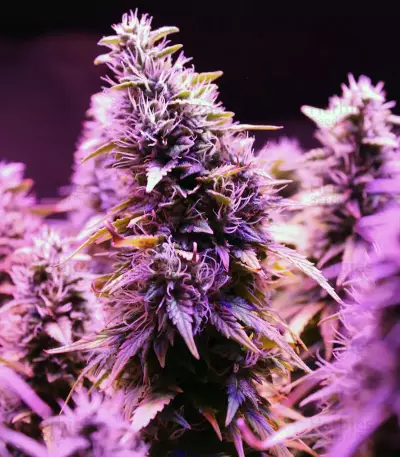 Hindu Kush regular (Sensi Seeds)