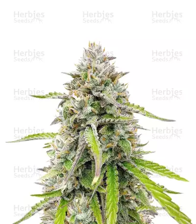 Semillas Feminizadas Humboldt Headband Autoflower (Humboldt Seed Company)