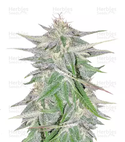 Lebanese Breeders Pack Regular (Ace Seeds)