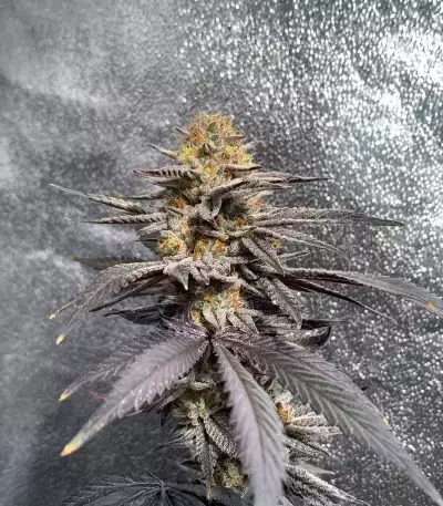Mandarin Cookies R1 V2 (Ethos Genetics)