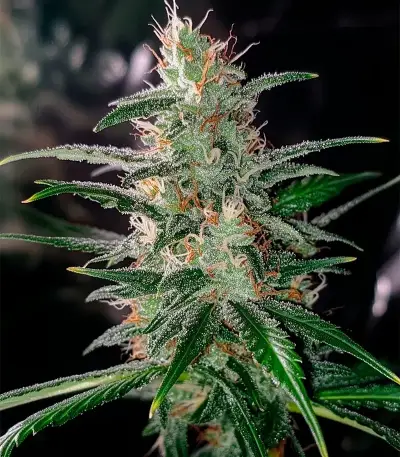 Medi Bomb 2 Seeds