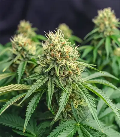 Northern Flame feminized seeds