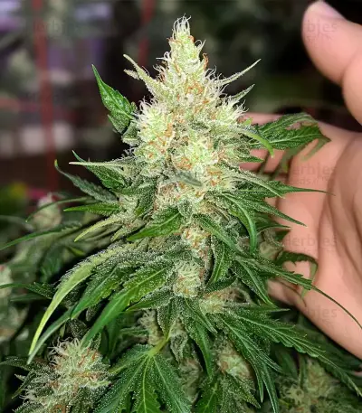 Northern Lights Autoflower Seeds