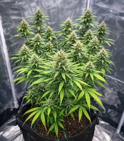 OG Kush Seeds