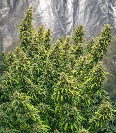 Panama Red Seeds