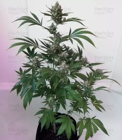 Semi femminizzati Pink Kush