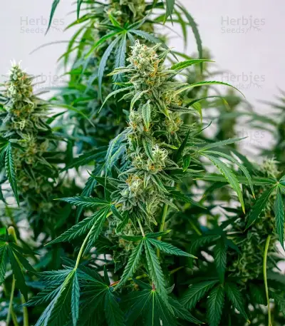 Purple Haze Fem Seeds