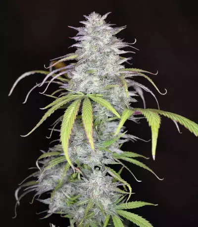 Smoothie Auto (Fast Buds)