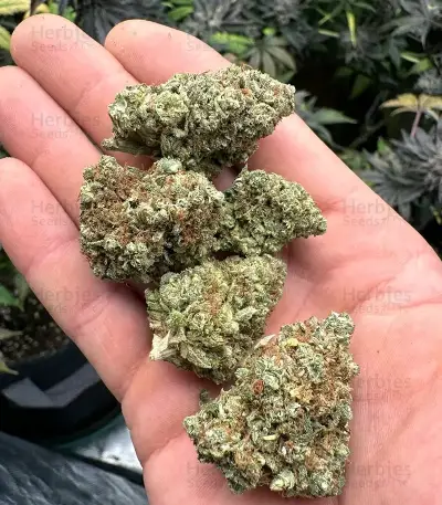Sour Diesel Seeds