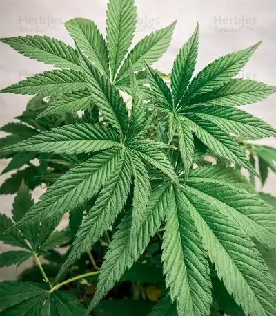Super Banana Mango (Super Lemon Haze x GMO) Seeds