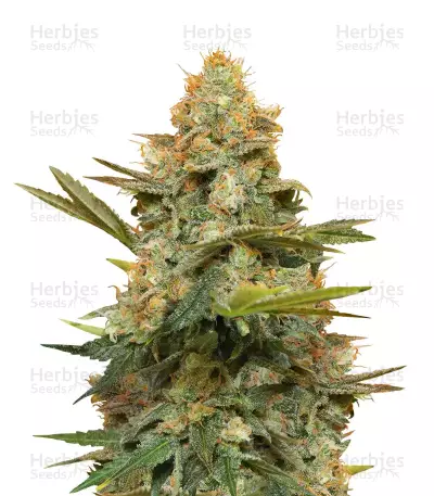 Three Blue Kings (Humboldt Seeds)