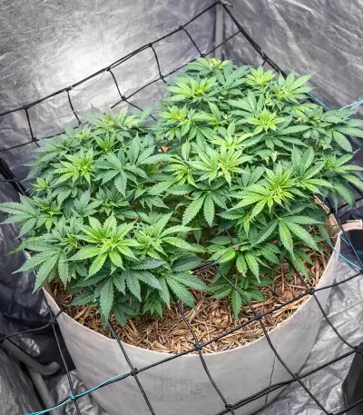 White Russian Seeds