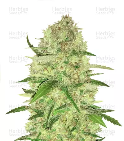 Sugar Candy Feminized Seeds (Delicious Seeds)