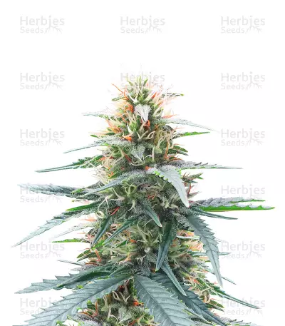 Northern Lights 10 of 10 Feminized Seeds (Seedkeepers)