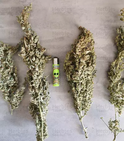 Original Auto Russian Seeds