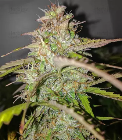 AK-77V strain