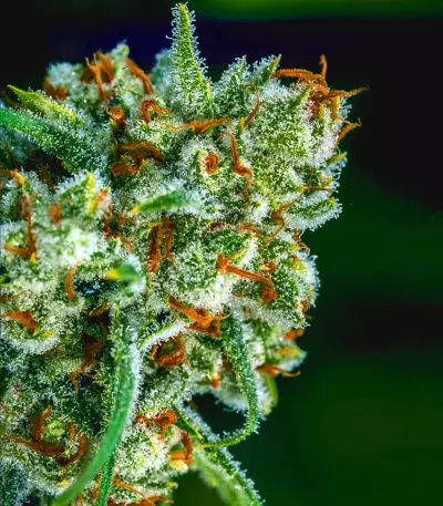 Apollo 11 strain