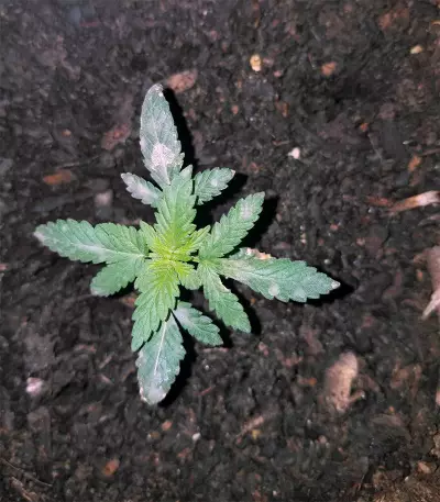 Auto Do-Si-Dos Cookies (00 Seeds)