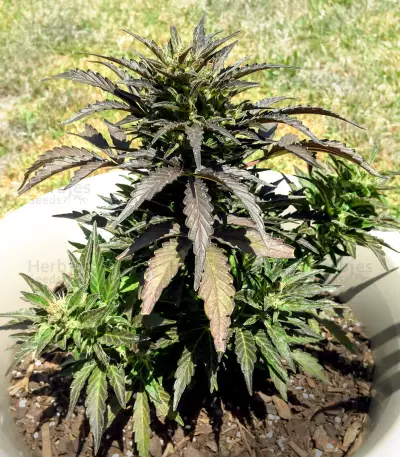 Auto Jack Herer (Advanced Seeds)