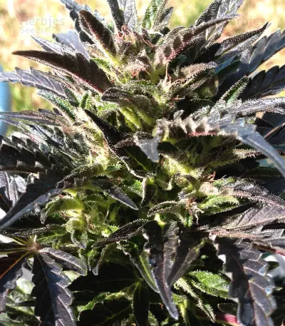Auto Jack Herer (Advanced Seeds)