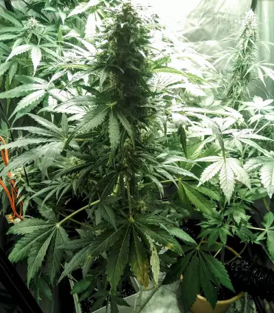 Auto Kaya 47 feminized seeds
