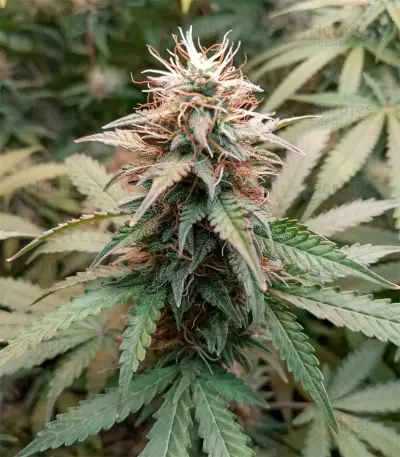 Berry Bomb feminized seeds