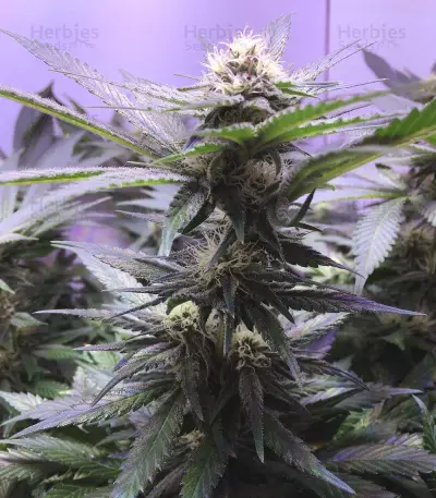 Big Bud XXL (Ministry Of Cannabis)