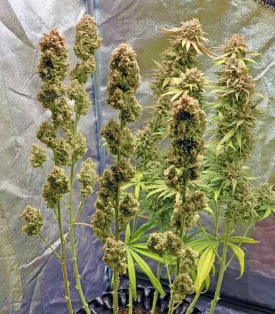 Semi femminizzati Blue Fire