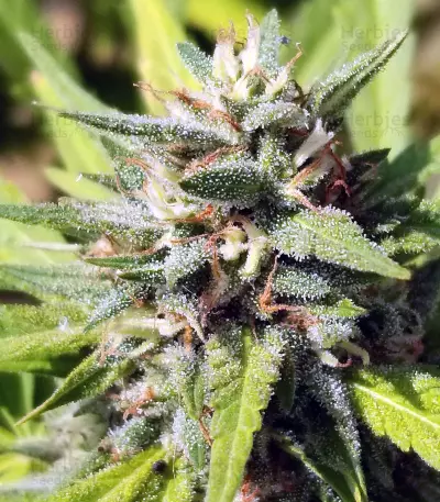 Blue OG strain