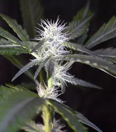 Bruce Banner #3 Auto strain