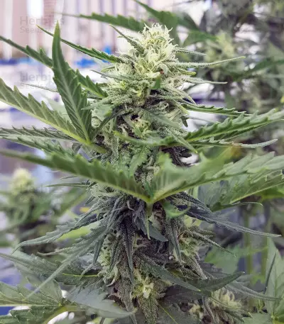 Graines de cannabis Chapita de Michoacan Regular (CannaBioGen)