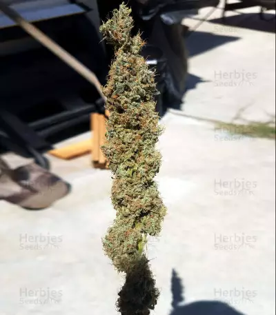 Double Glock Seeds
